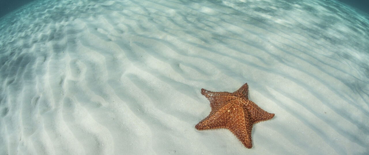 PSTETH400327U__10499